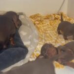 3 Beautiful Miniature Dachshunds available 26th June