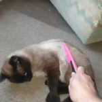 Seal point siamese male