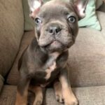 9 week old male french bulldog blue and tan