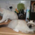 Siamese kittens