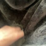 GCCF registered quality British shorthair kittens