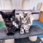 Maine Coon kitten