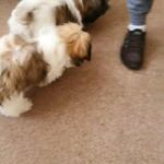 2 shih tzu boys left