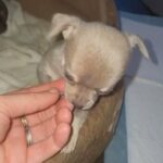 male chihuahua puppy