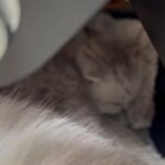 GCCF silver British Shorthaired
