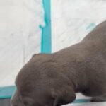 old school American bully for sale