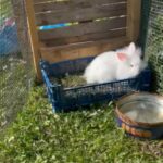 Lionhead Rabbits