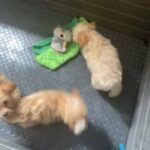 Maltipoo 11 weeks old