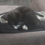 BLACK AND WHITE CAT