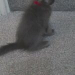 Maine Coon kitten