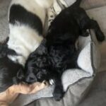 Kc cocker spaniels