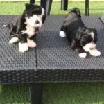 Adorable Havanese puppies