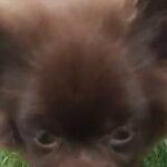 Chocolate Pomeranian Puppy