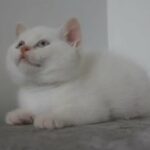 CREAM POINT BSH