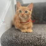 Little Ginger Male Kitten