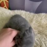Beautiful British shorthair g