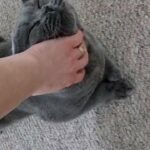 british shorthair active registered boy