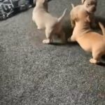 pocket bully’s
