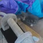 Silver Tabby female