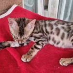 TICA registered Female