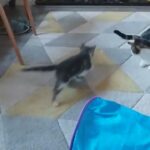Silver Tabby female