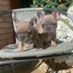 French bulldogs puppies