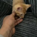 Male Kitten for sale