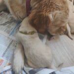 gorgeous golden retriever puppies