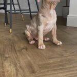 Supreme Bulls male pup for sale
