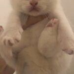 Tica reg BSH/BLH
