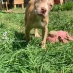 cream Merle bandog