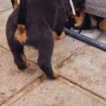 ??Ready to leave Gorgeous Rottweiler Pups??