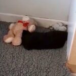 Miniature Double Doodle puppies