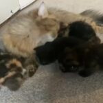 Half Persian kittens