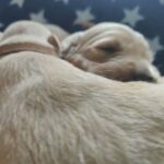 Gorgeous chunky litter of Golden retrievers