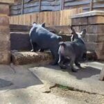 Kennel Club registered French Bulldog puppies