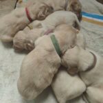 Golden retrievers bundle of Joy