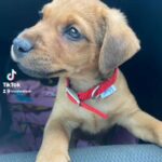 patterdale puppy