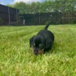 beautiful Miniature Dachshund