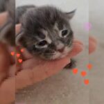 Maine Coon kitten