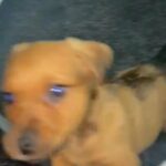 patterdale puppy