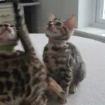 Beautiful Bengal kittens