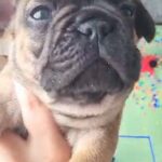Boy french bulldogs