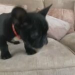 frenchie girl