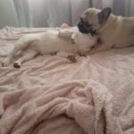 female frenchbulldog