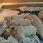 Gorgeous Bundle Of Golden Joy
