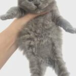 BSH/BLH TICA reg