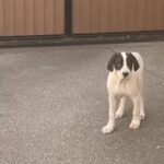 Bully kutta female 17 weeks