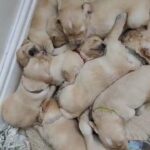 Pedigree Golden retriever puppies