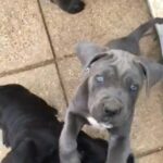 cane corso puppy’s